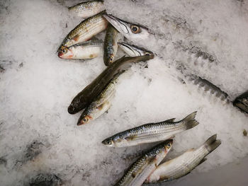 High angle view of dead fishes on crushed ice