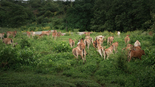 Horses in a field
