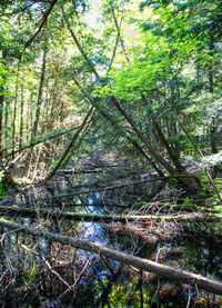 Trees growing in forest