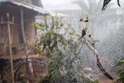 Close-up of spider on web