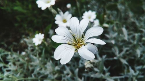 Close-up of white flowers blooming outdoors