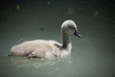 Swan swimming in lake