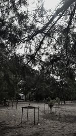 Trees against sky