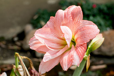 Close-up of pink rose flower