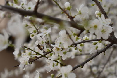 Close-up of cherry blossoms in spring