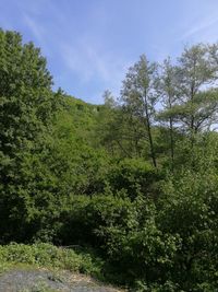 Scenic view of forest against sky