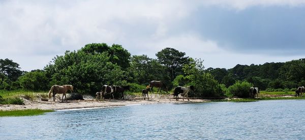 Elephants drinking water