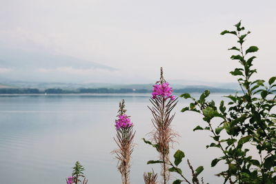 Pink flowering plants against sky