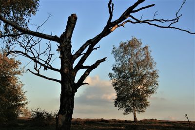 Low angle view of bare tree against sky