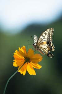 Close-up of butterfly pollinating on yellow flower