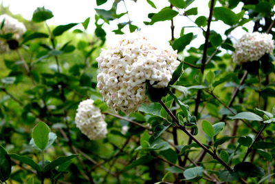 Close-up of flowers blooming on tree