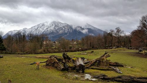 Scenic view of field against sky