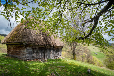 Trees growing on field by house in forest