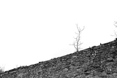 Low angle view of tree against clear sky