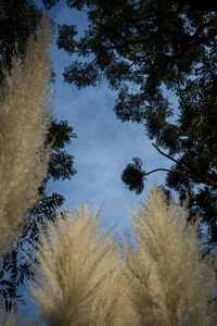 Low angle view of tree against sky