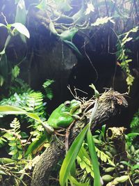 Close-up of lizard on plant