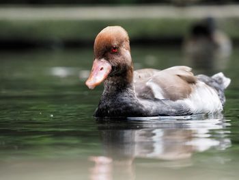 A duck floating on water with reflection 