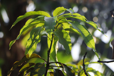 Mango tree leaves with sunlight.