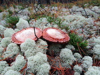 High angle view of mushrooms growing on field during winter