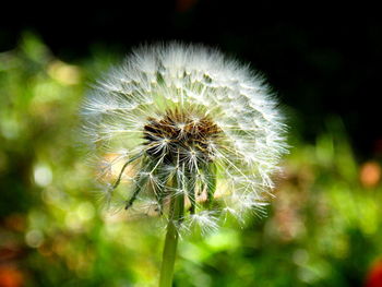 Close-up of dandelion