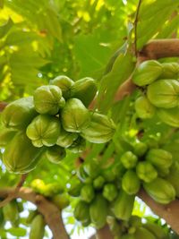 Close-up of berries growing on plant