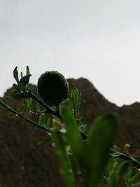 Close-up of plant against sky