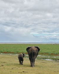 Cow grazing on field against sky