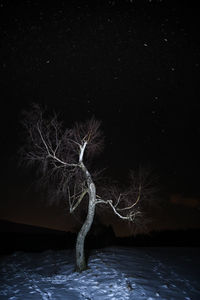 Close-up of bare tree against sky at night