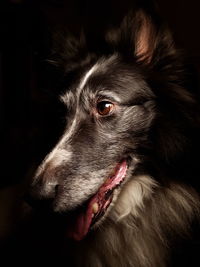 Close-up of dog at home