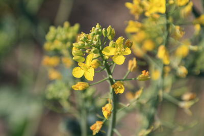 Close-up of yellow flowering plant