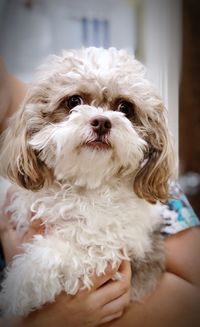 Portrait of white dog