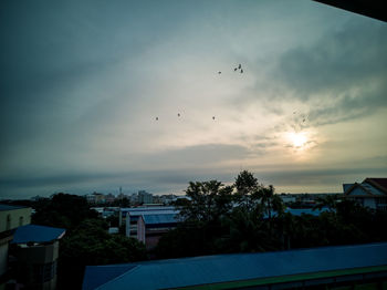 Birds flying over buildings in city