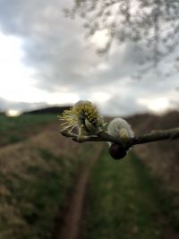 Close-up of white flowering plant on field