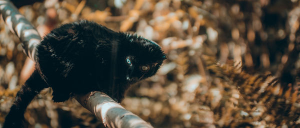 Close-up of a cat on field