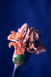 Close-up of flower against blurred background