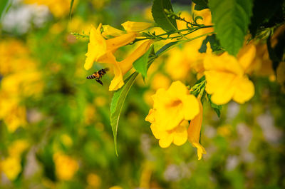 Close-up of bee pollinating on yellow flowering plant