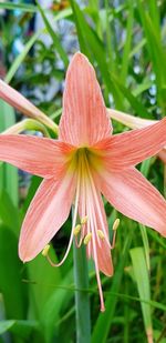 Close-up of day lily