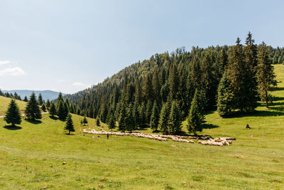 Scenic view of trees on field against sky