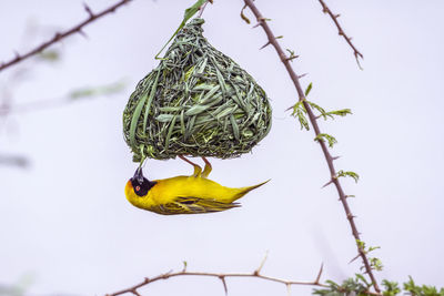 Close-up of bird on branch against sky