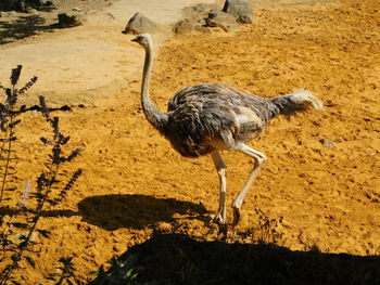 Side view of a bird