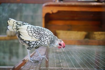 Close-up of bird in cage