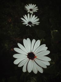 Close-up of daisy flower