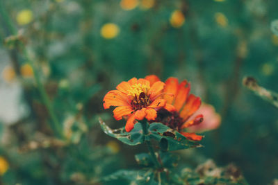 Close-up of orange flower