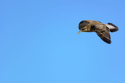 Low angle view of eagle flying against clear blue sky