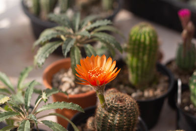 Close-up of orange flowering plant