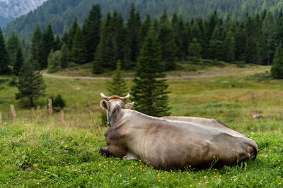 View of a horse on field