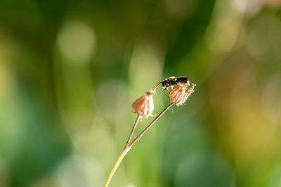 Close-up of insect on plant