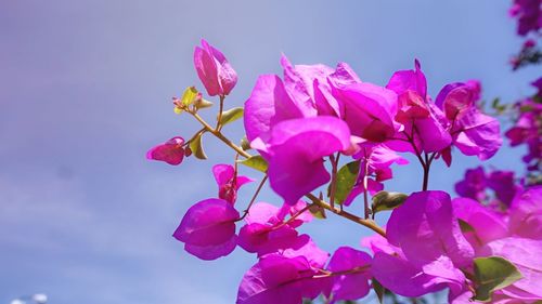 Close-up of pink cherry blossoms against sky