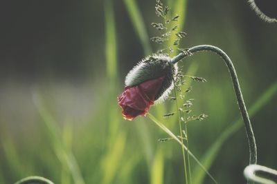 Close-up of insect on flower