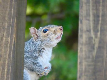 Close-up of squirrel on a wooden structure 